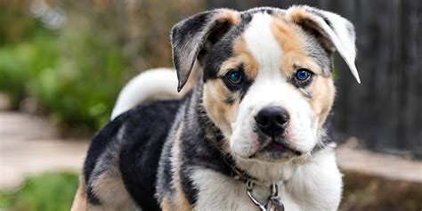 Trends For Bulldog Husky Mix