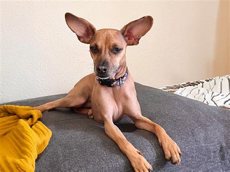 Trends For Chihuahua Mixes