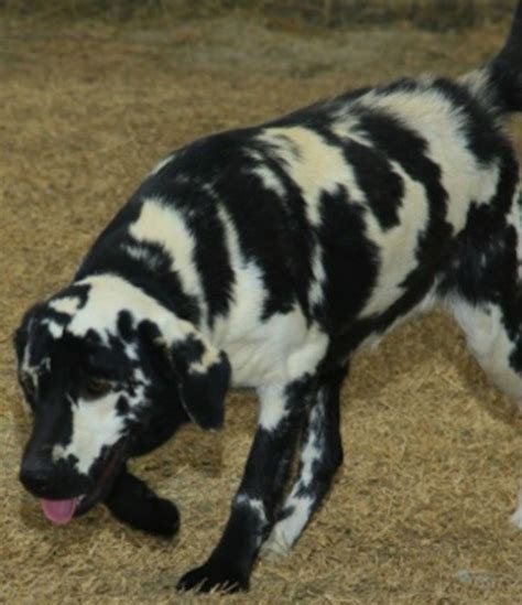 Trends For Chimera Dogs