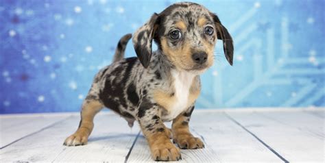 Trends For Chiweenie Dog