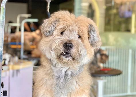 Trends For Chow Chow Poodle Mix