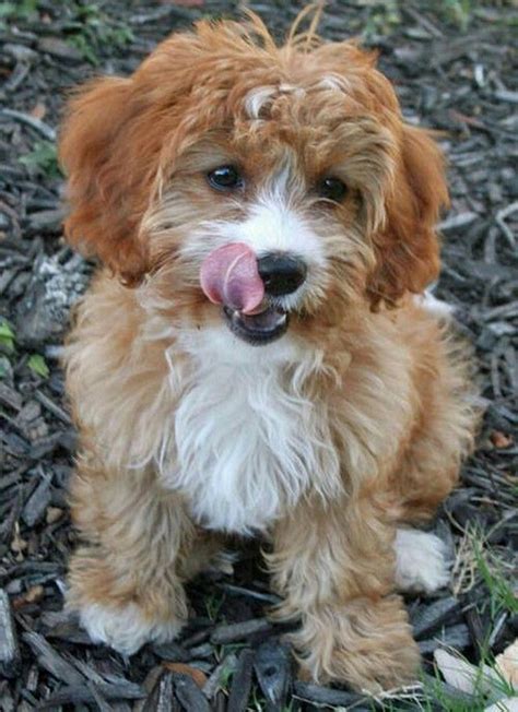 Trends For Cockapoo Beagle Mix