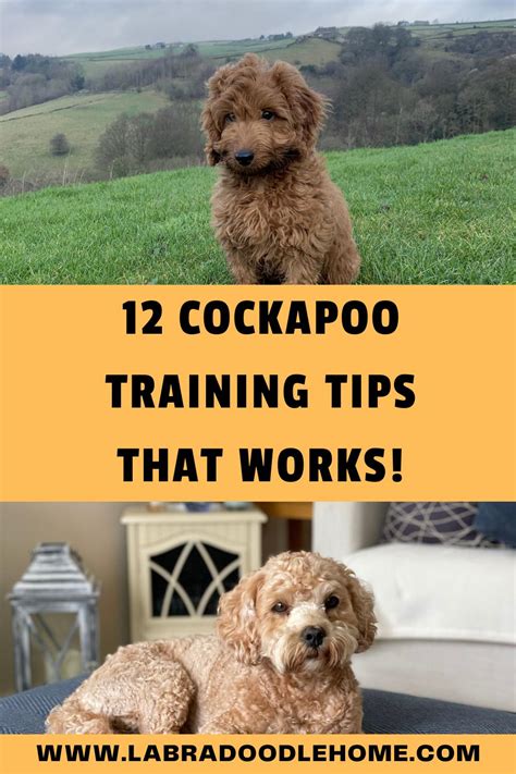 Trends For Cockapoo Training Tips