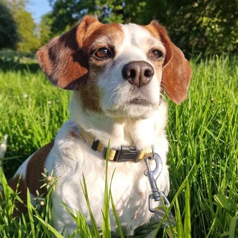 Trends For Cocker Spaniel Cross Jack Russell Temperament