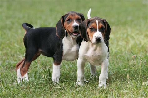 Trends For Coonhound Pups