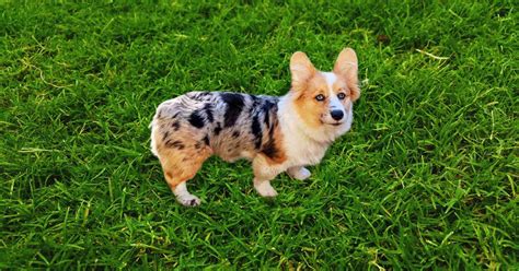 Trends For Corgi Australian Shepherd Mix