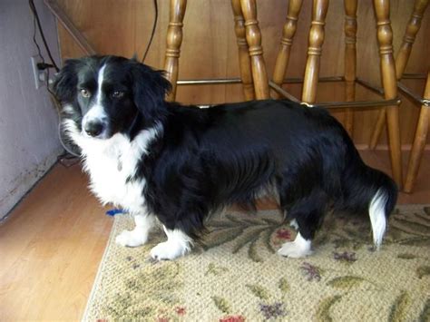Trends For Corgi Cross Border Collie