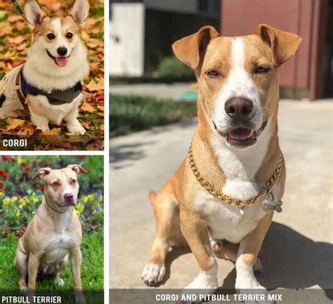 Trends For Corgi Pitbull