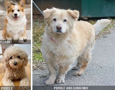 Trends For Corgi Poodle Cross