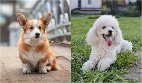 Trends For Corgi Poodle Mix