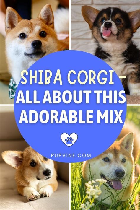 Trends For Corgi Shiba Mix