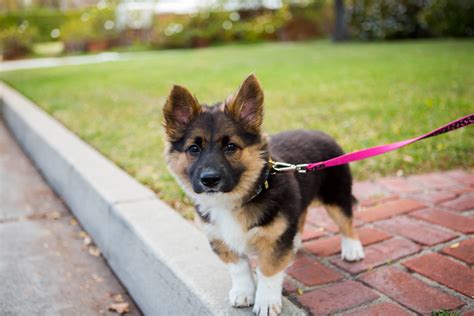 Trends For Corman Shepherd Puppy