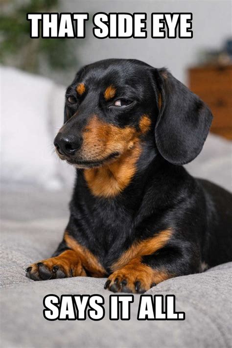 Trends For Dachshund Meme
