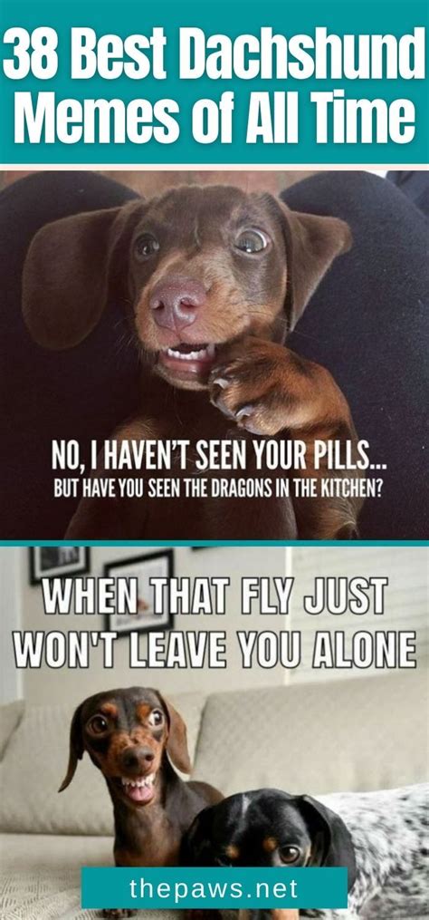 Trends For Dachshund Memes