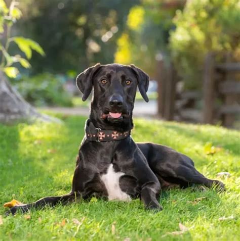 Trends For Doberman Lab Mix Puppies For Sale