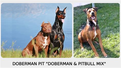 Trends For Doberman Mix
