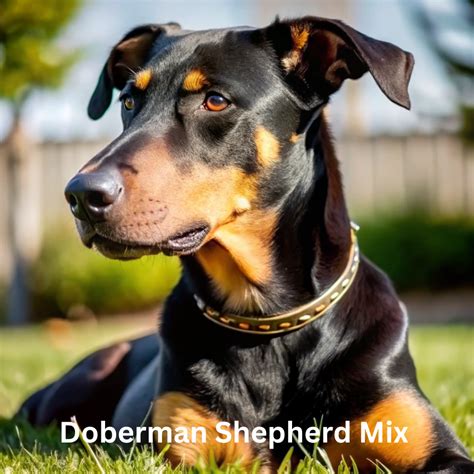 Trends For Doberman Shepherd Mix