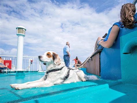 Trends For Dog Cruise