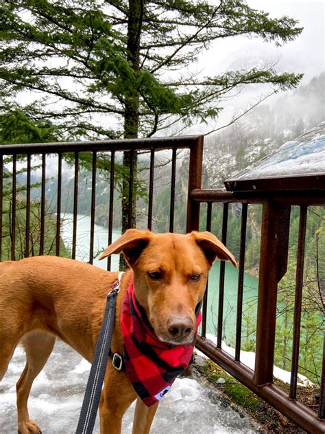Trends For Dog Friendly North Loop Bevs