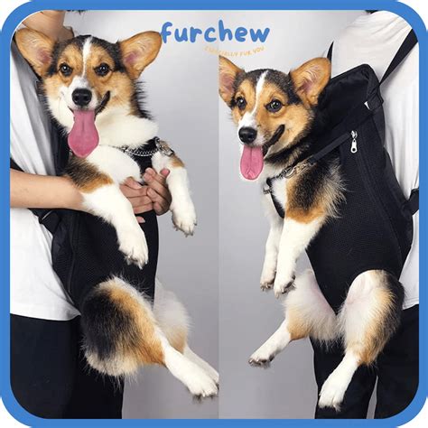 Trends For Dog In Baby Carrier