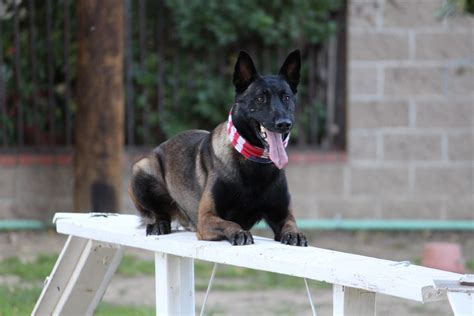 Trends For Dream With Dogs