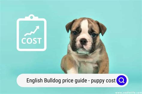 Trends For English Bulldog Price