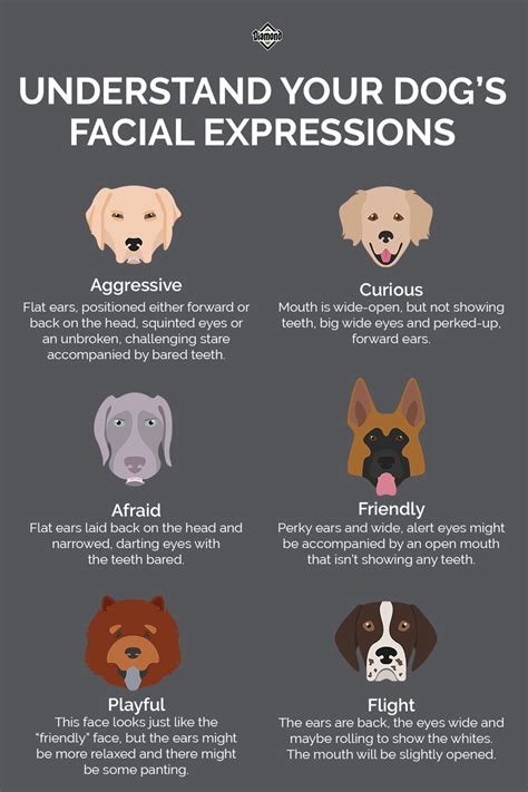 Trends For Expression Dog