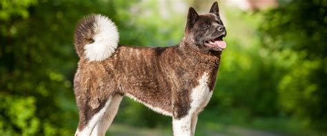 Trends For Facts About Akitas