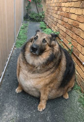 Trends For Fat Dog Meme