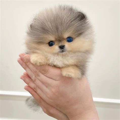 Trends For Fluffy Pomeranians