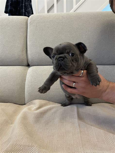 Trends For French Bull Pups