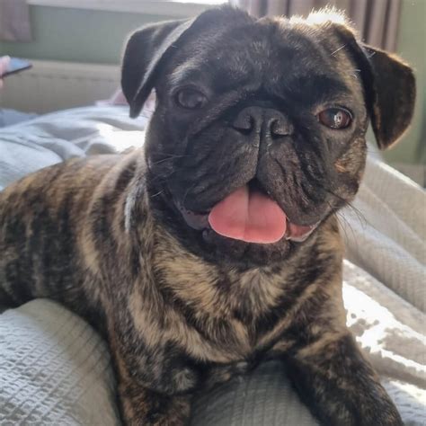 Trends For Frenchie Cross Pug