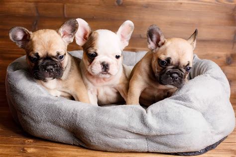 Trends For Frenchie Puppies
