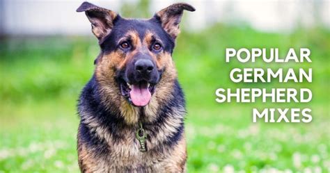 Trends For German Shepherd Mixes