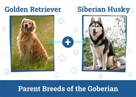 Trends For Goberians