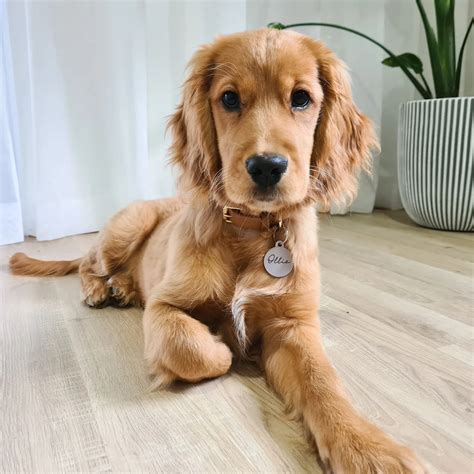 Trends For Golden Cocker Retriever For Sale Australia