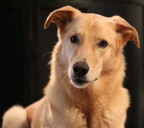 Trends For Golden Labrador German Shepherd Mix