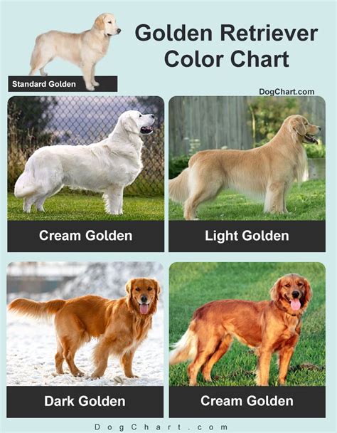 Trends For Golden Retriever Colors Light Golden