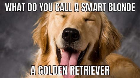 Trends For Golden Retriever Meme