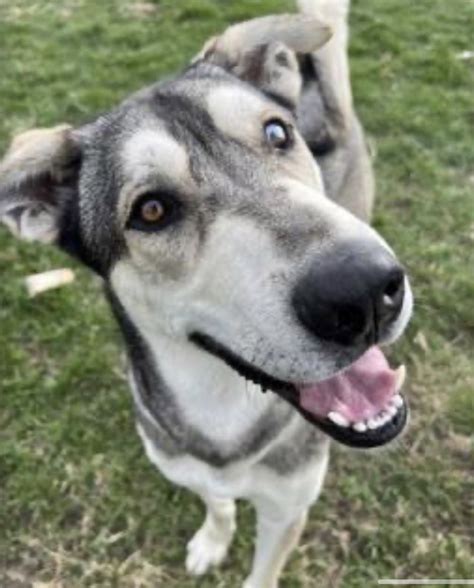Trends For Great Dane Mixed With Husky