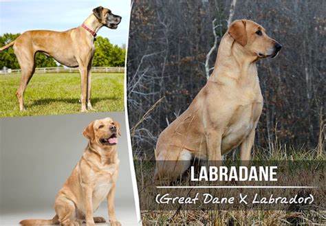 Trends For Great Dane X Labrador