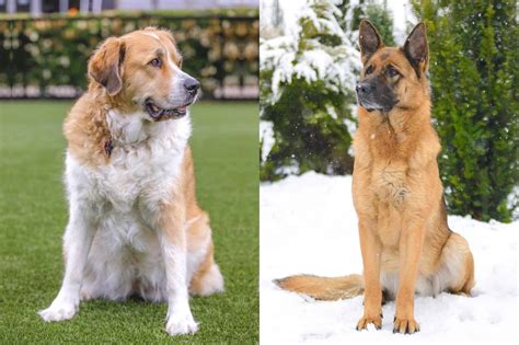 Trends For Great Pyrenees And German Shepherd Mix