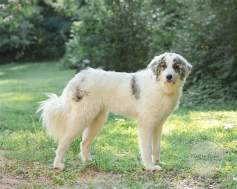 Trends For Great Pyrenees Shepherd Mix