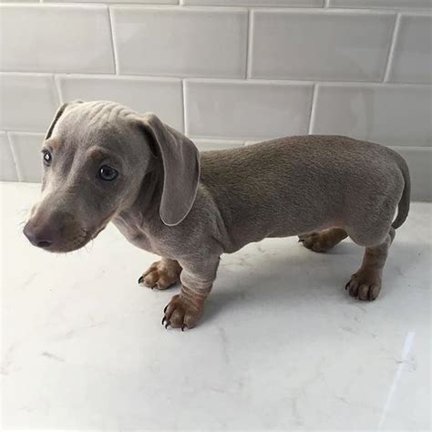 Trends For Grey Dachshund