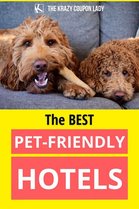 Trends For Hotels That Allow Pets