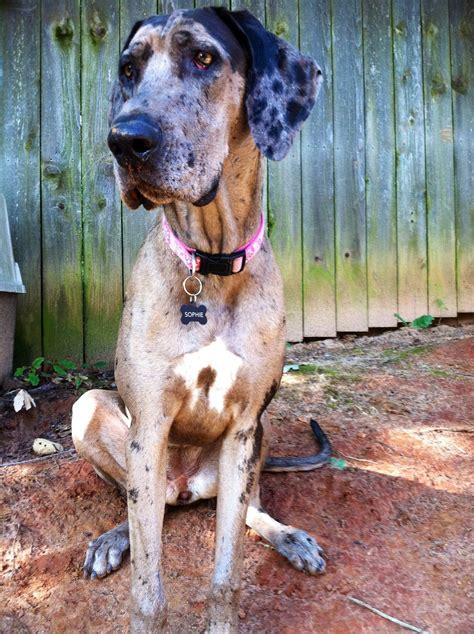 Trends For Hound Great Dane Mix