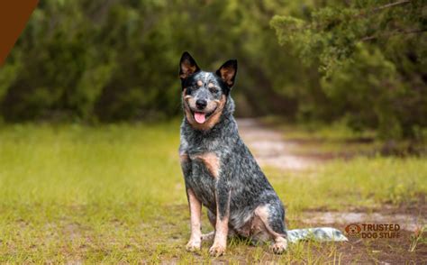 Trends For How To Train A Blue Heeler