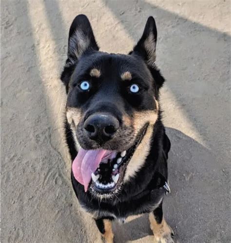 Trends For Husky Cross Rottweiler