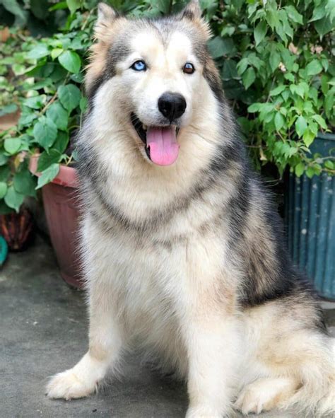Trends For Husky Malamute Mix