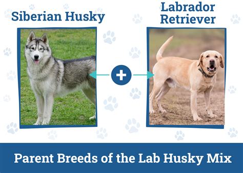 Trends For Husky Mix With Labrador